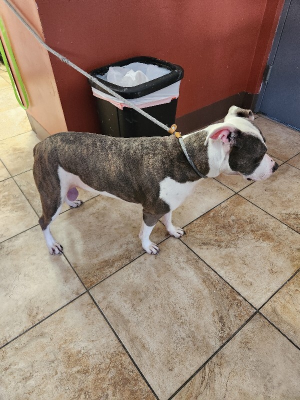 View Astrid the Dog Photo #2