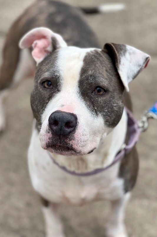 View Astrid the Dog Photo #5