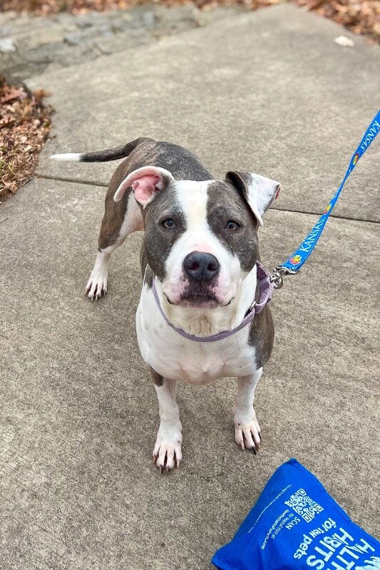 View Astrid the Dog Photo #7