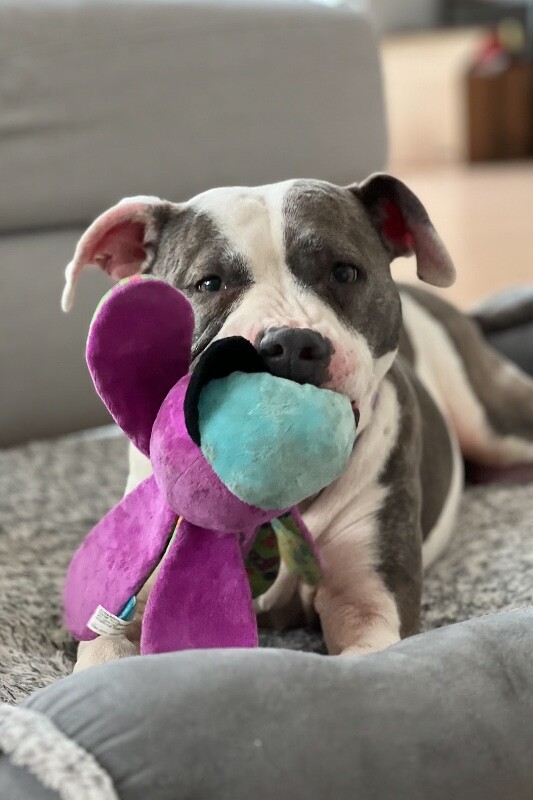 View Astrid the Dog Photo #4