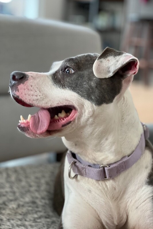 View Astrid the Dog Photo #3