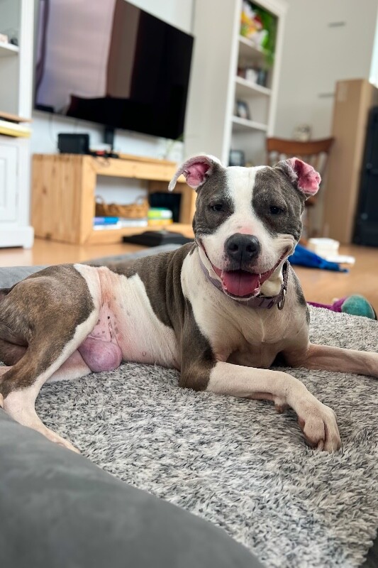 View Astrid the Dog Photo #2