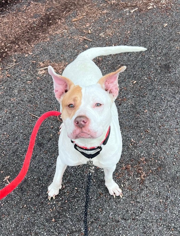 View Mrs. Claus the Dog Photo #2