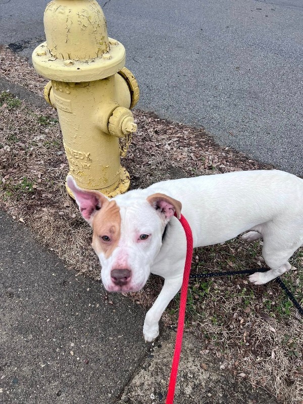 View Mrs. Claus the Dog Photo #5