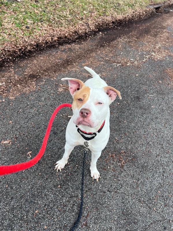 View Mrs. Claus the Dog Photo #4