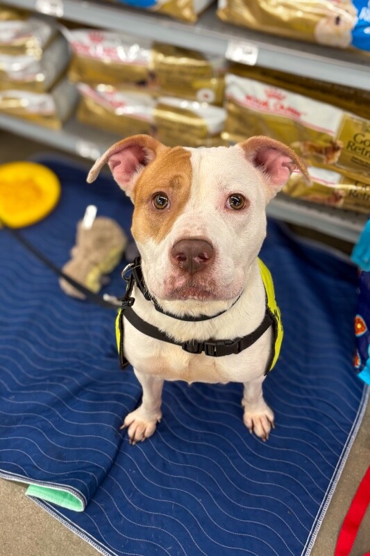 View Mrs. Claus the Dog Photo #5