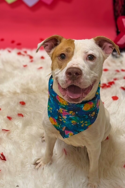 View Mrs. Claus the Dog Photo #2