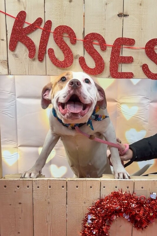 View Mrs. Claus the Dog Photo #3