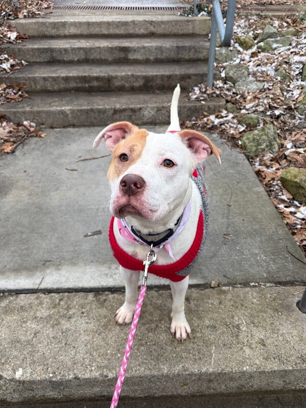 View Mrs. Claus the Dog Photo #2