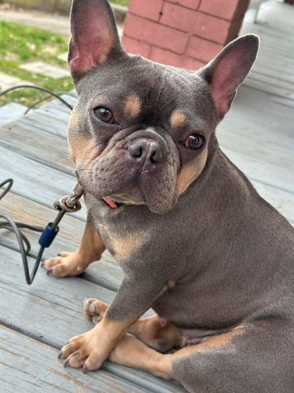 Learn More About this dog IMG 0120