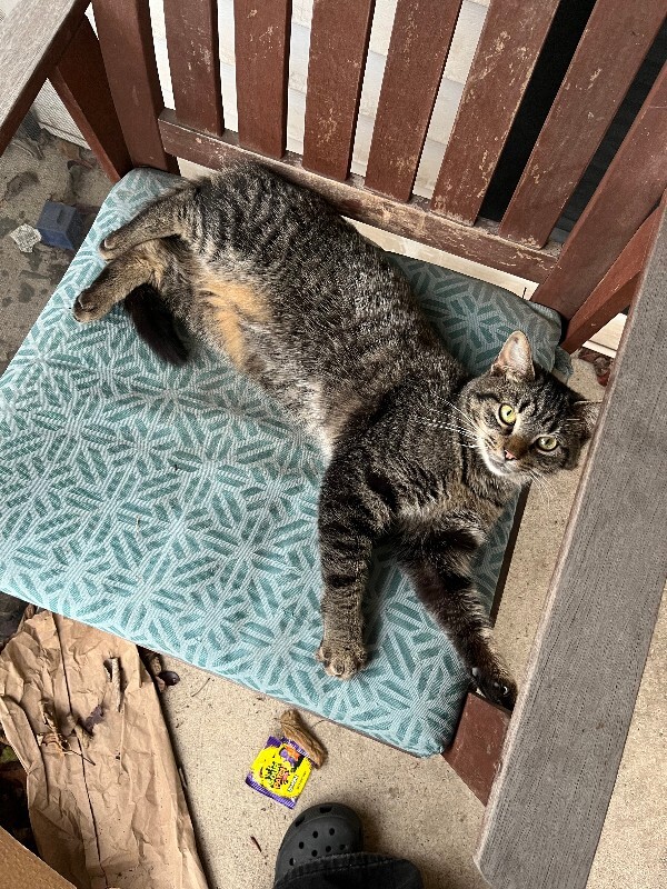 Learn More About this cat IMG 53891