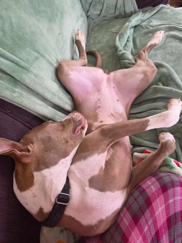 View Figgy Pudding the Dog Photo #12