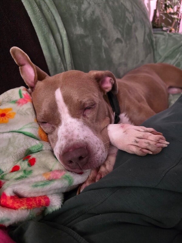 View Figgy Pudding the Dog Photo #2