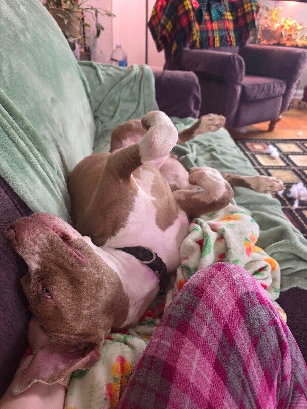 View Figgy Pudding the Dog Photo #11