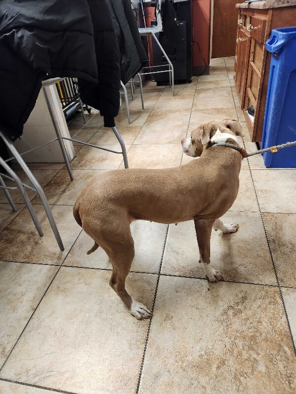 View Figgy Pudding the Dog Photo #6