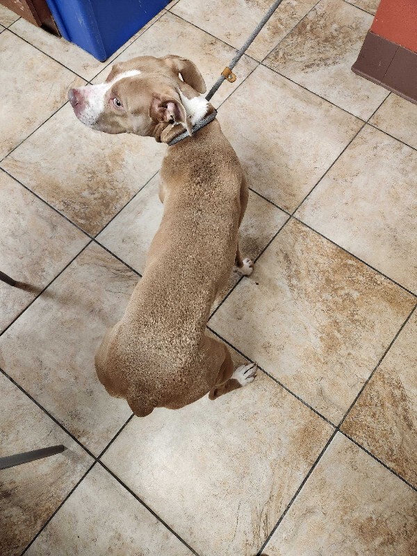 View Figgy Pudding the Dog Photo #8