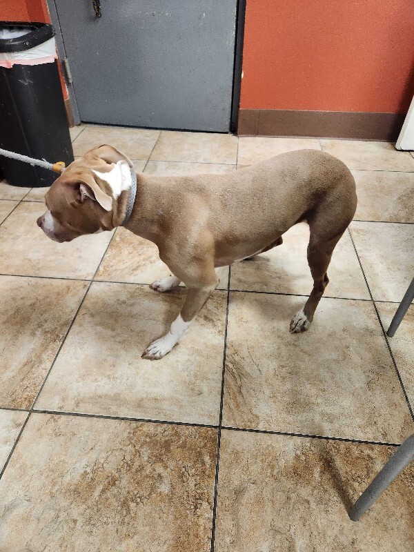 View Figgy Pudding the Dog Photo #7