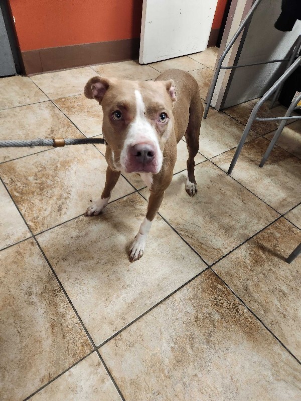 View Figgy Pudding the Dog Photo #5