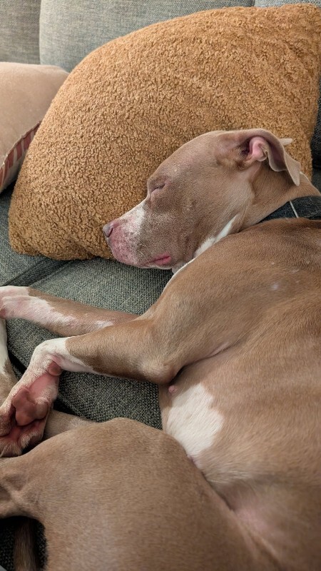 View Figgy Pudding the Dog Photo #2