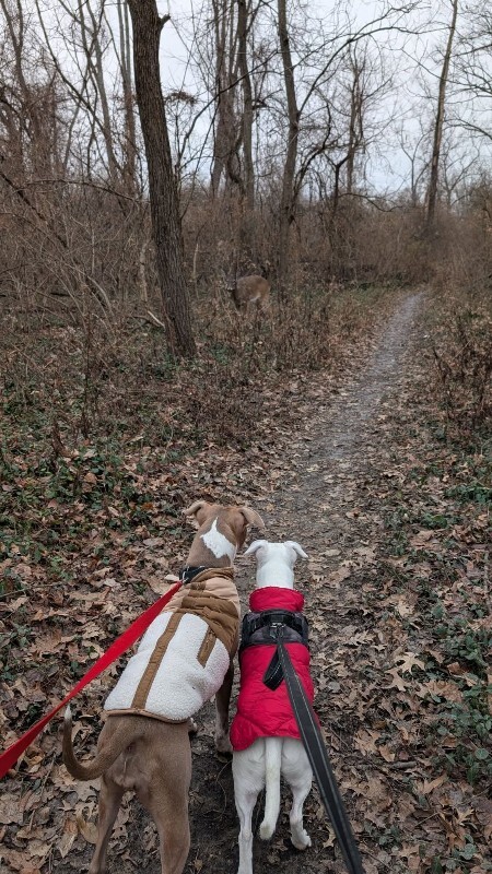 View Figgy Pudding the Dog Photo #3