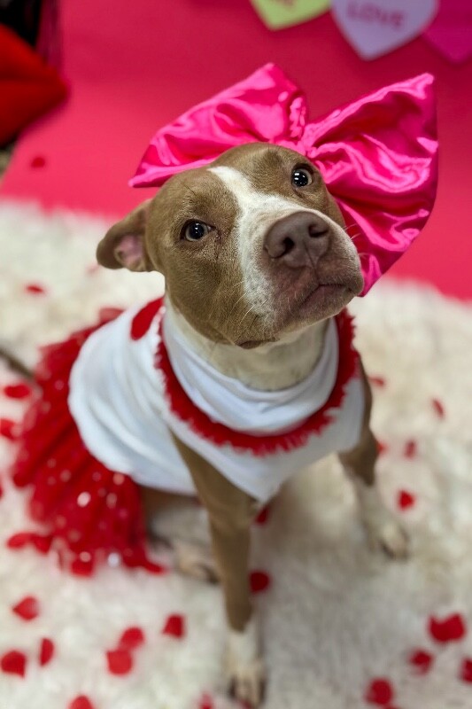 View Figgy Pudding the Dog Photo #6