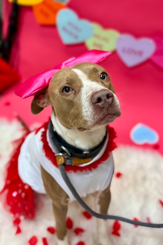 Learn More About Figgy Pudding IMG 9145