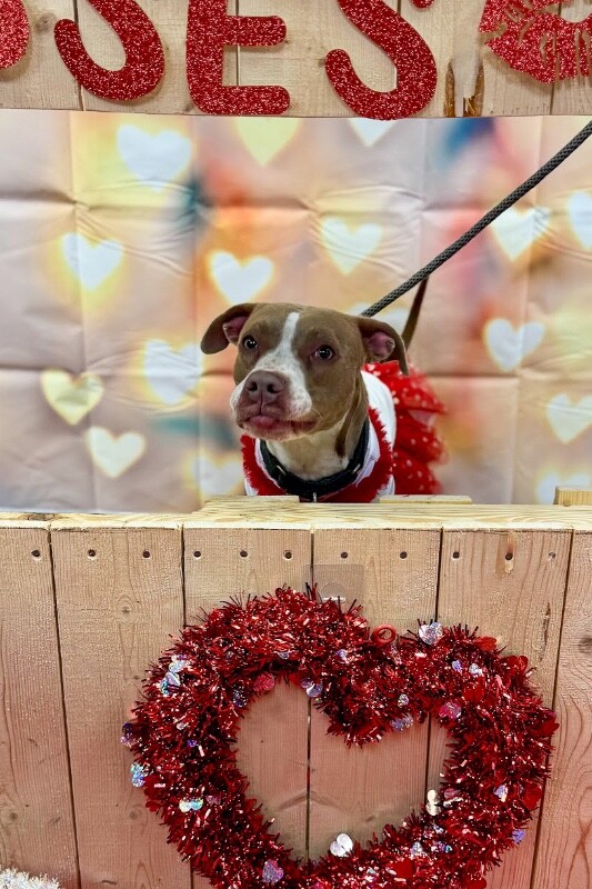 View Figgy Pudding the Dog Photo #13