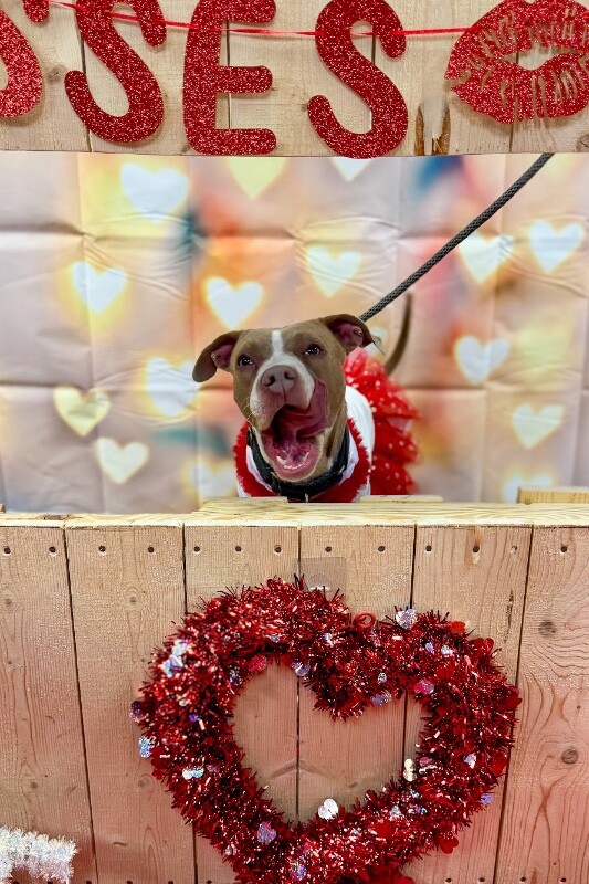 View Figgy Pudding the Dog Photo #10