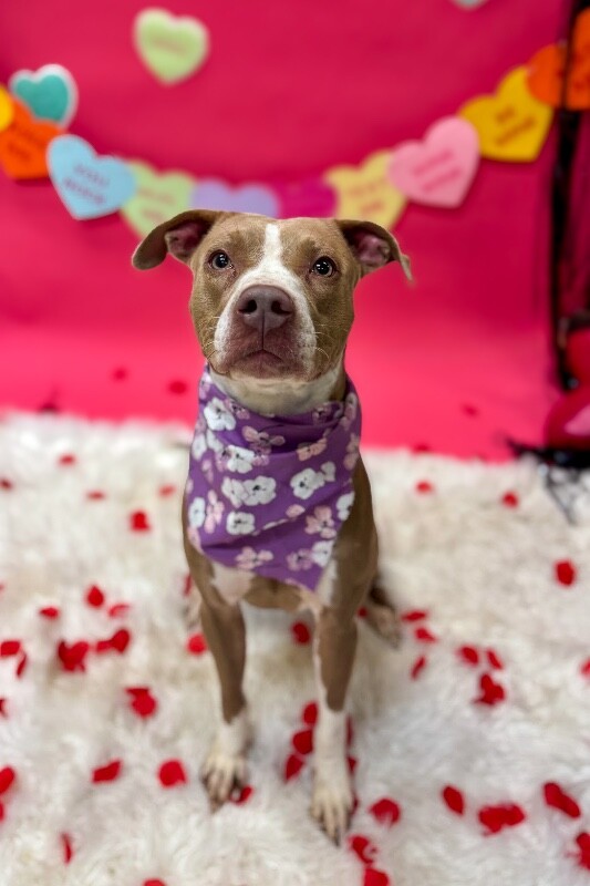 View Figgy Pudding the Dog Photo #3