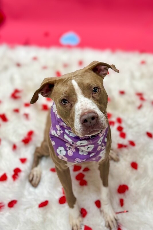 View Figgy Pudding the Dog Photo #9