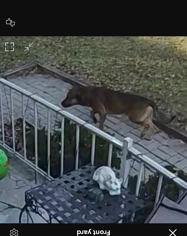 Learn More About this dog IMG 6445