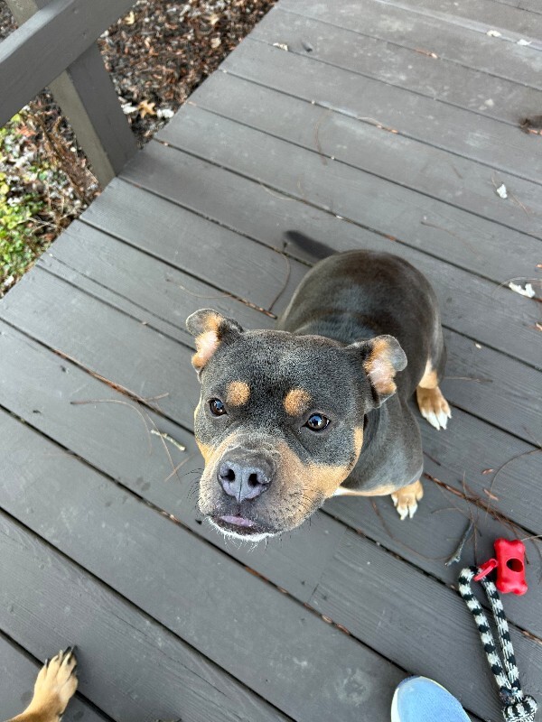 Learn More About this dog IMG 1609