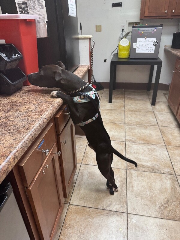 View George the Dog Photo #2