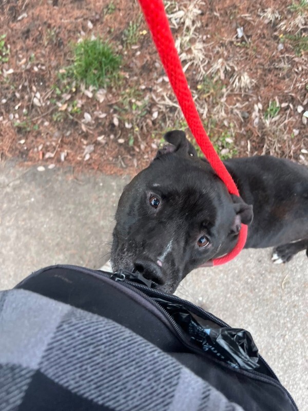 View Barrel the Dog Photo #3