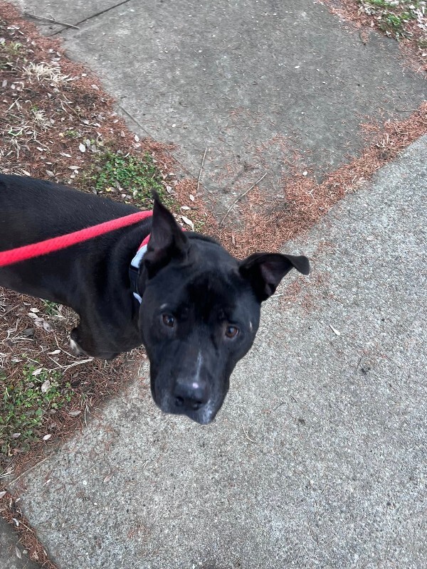 View Barrel the Dog Photo #4