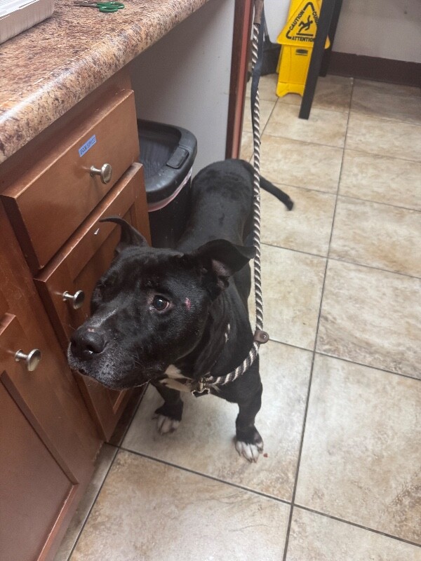 View Barrel the Dog Photo #2