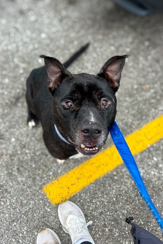 View Barrel the Dog Photo #9