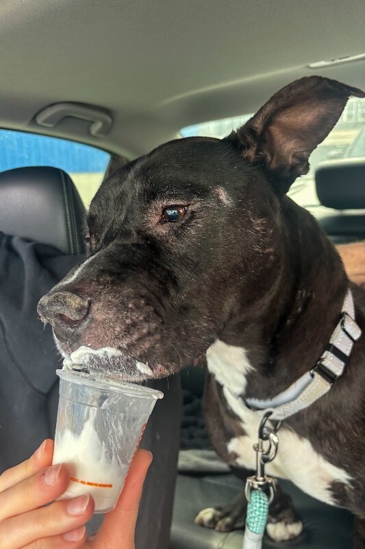 View Barrel the Dog Photo #3