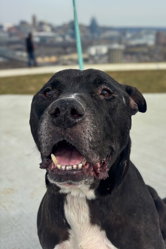 View Barrel the Dog Photo #4