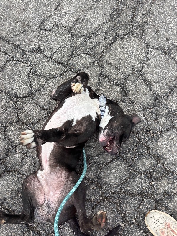 View Barrel the Dog Photo #11