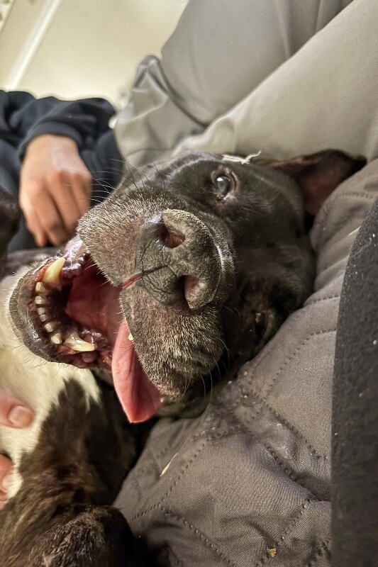 View Barrel the Dog Photo #2