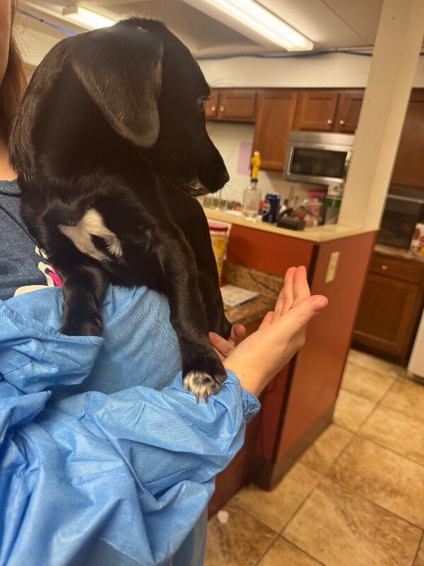 View Whoville the Dog Photo #2