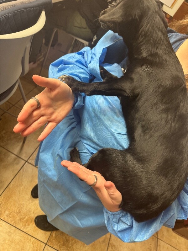 View Whoville the Dog Photo #3