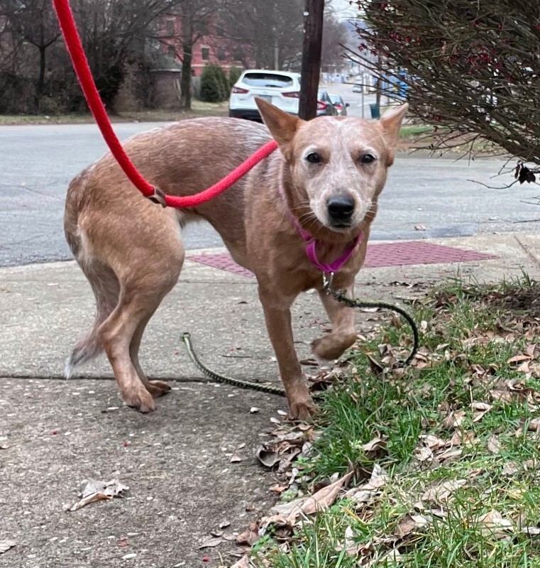 View Chantal the Dog Photo #3