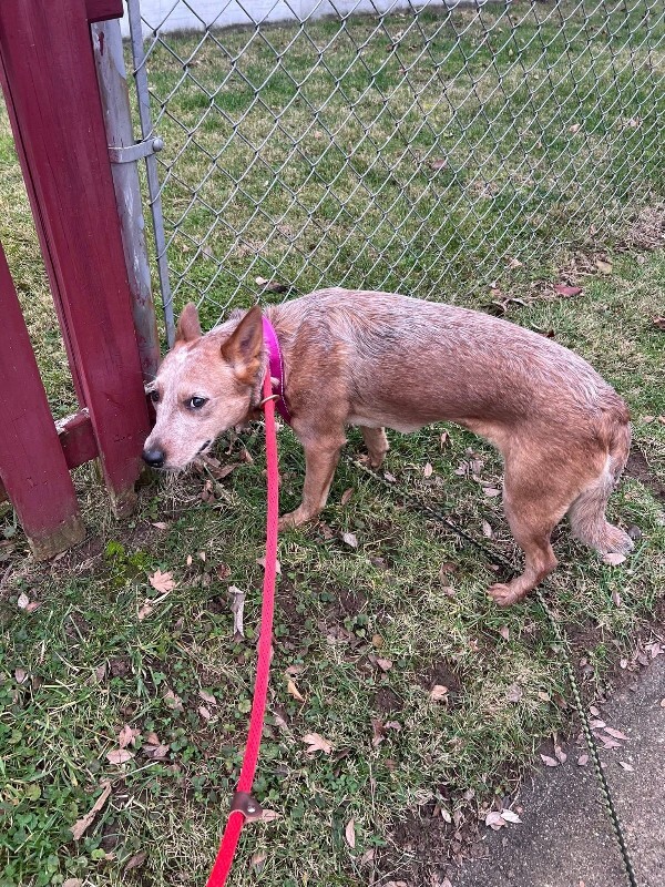 View Chantal the Dog Photo #4