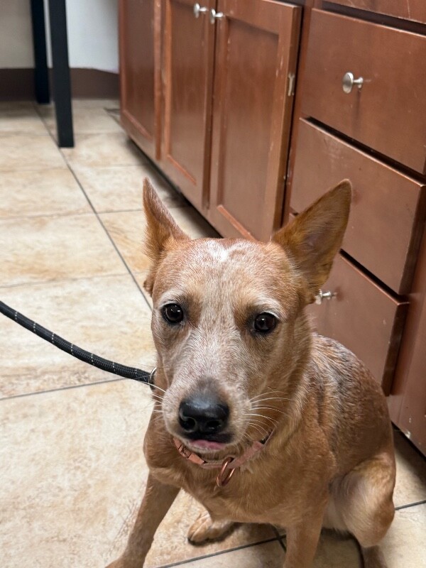 View Chantal the Dog Photo #2