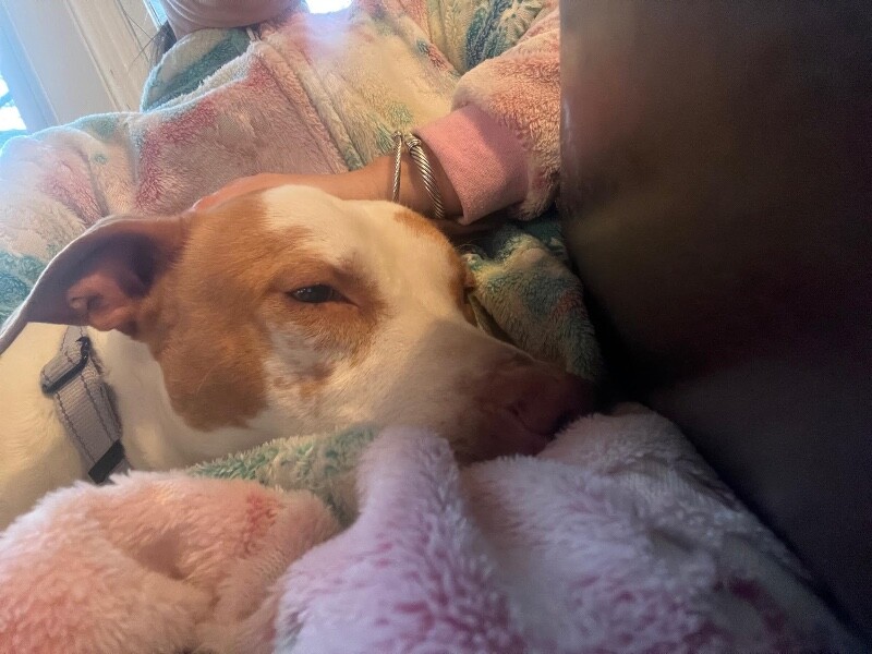 View Gryla the Dog Photo #8