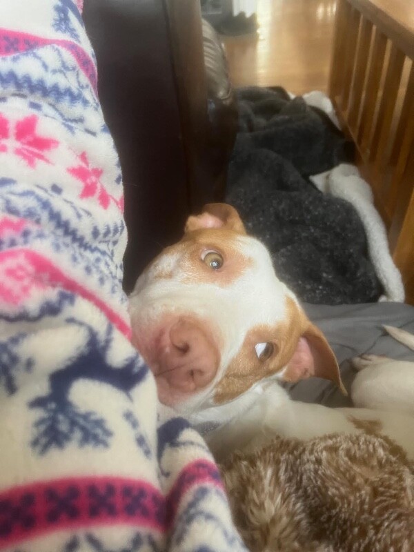 View Gryla the Dog Photo #7