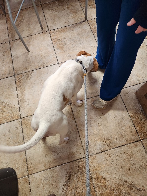 View Gryla the Dog Photo #3