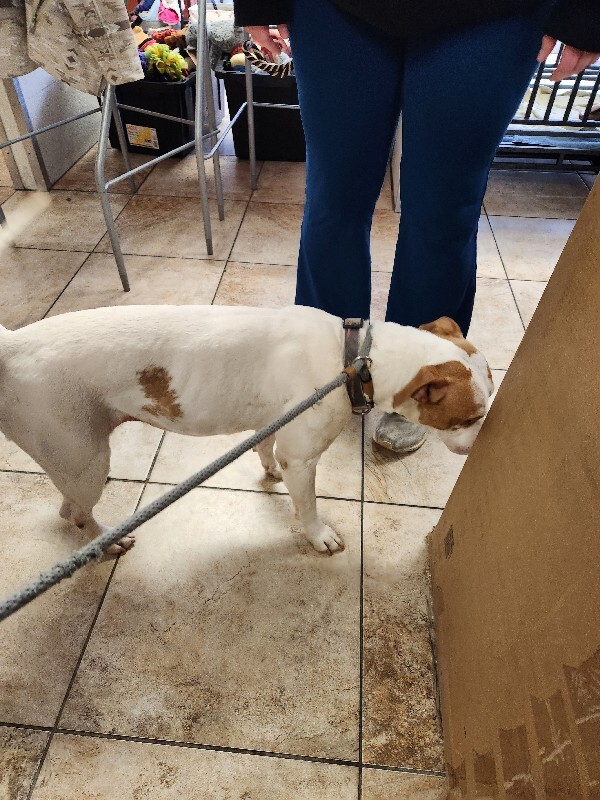 View Gryla the Dog Photo #2